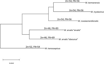 Reproductive Isolation Between Taxonomically Controversial Forms of the Gray Voles (Microtus, Rodentia; Arvicolinae): Cytological Mechanisms and Taxonomical Implications